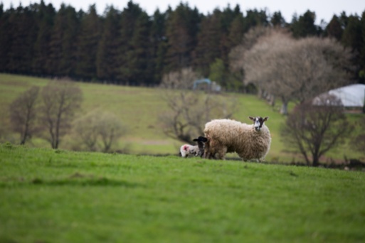 Mother sheep with young lambs