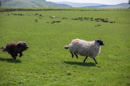Chasing sheep