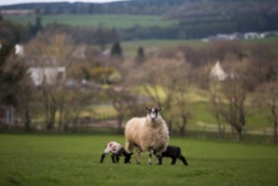 Mother sheep with young lambs #2