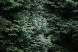 Side-colored fir tree