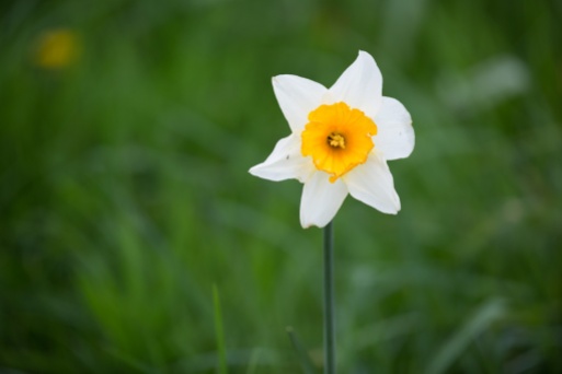 The omnipresent daffodil