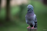 Proud Pigeon - you might be able to spot the beginning of the rain