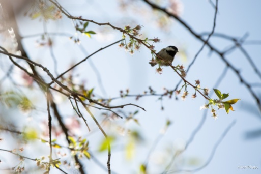 A blue tit feeding on some cherry blossoms