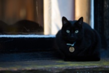 White, the very black cat