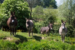 Interested donkeys ...