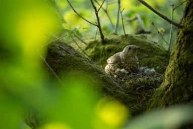 Nesting Chicks pt2-8